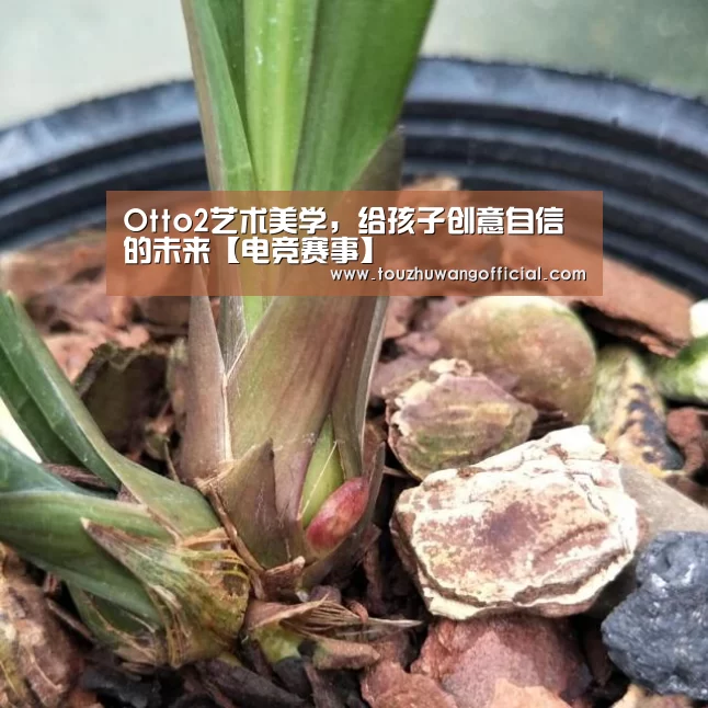 Otto2艺术美学,给孩子创意自信的未来【电竞赛事】(图3) 2026年最佳英雄联盟投注网站